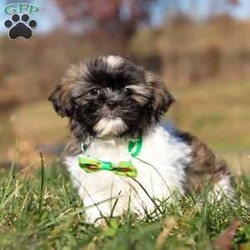 Ace/Shih Tzu									Puppy/Male	/10 Weeks,Introducing Ace! This little boy is an adorable Shihtzu puppy with a heart of absolute gold. He has a stunning, soft coat paired with large brown eyes that will melt your heart the moment you meet him. Shihtzus are known to be affectionate and loyal, they also love playtime and cuddling with their favorite people. They tend to be adaptable to various environments and should have no problem adjusting to their new homes!  