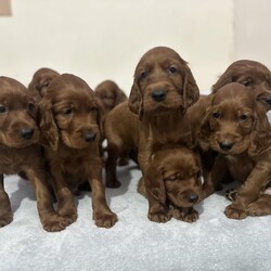 Adopt a dog:Irish Setter Puppies READY NOW/Irish Setter/Mixed Litter/8 weeks,Our beautiful Irish Setters have had 11 puppies together. 6 girls 5 boys
Irish setters are such friendly dogs and are a very family friendly breed who love going out for walks and playing with our children. They are soft as anything, my children can roll around with them all day and there isn’t a bad side to them what so ever 
Both our setters are our family pets and are brought up and very much loved inside our family home not outside so puppies will be used to being handled and loved in a busy household environment.
Absolutely beautiful and regal red in colour.
Available to loving homes that will make them part of their family.

Puppies will be ready to leave from 14/11/24 from 8 weeks of age onwards which is a couple of days after having had their first vaccinations.

They will be…
First vaccinations up to date
Microchipped
Wormed regularly
Flea treated
KC registered

Both mum and dad are
DNA PRA(rcd1) CLEAR
DNA CLAD CLEAR

Will come with starter food and puppy pack to start you off on your first week with your new puppy.
Vaccination card and microchip details, kc registration.
We will always be available for any advise for you and your new puppy.

Taking deposits of £250 to reserve each puppy
4 girls left 
3 boys left 
Any questions please ask
See less See le