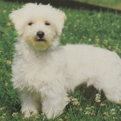 Carter/Maltipoo									Puppy/Male	/8 Weeks,Meet Carter! This super cute Maltipoo puppy is vet checked & up to date on shots & wormer. He is registered with the ICA, plus comes with a health guarantee provided by the breeder! Carter is well socialized & currently being family raised with children! If you would like more information on this sweetheart, please contact Jay Paul & Elva Shirk today!