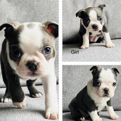 Blue Boston Terrier Girl puppies/Boston terrier/Female/7 weeks,I have available to blue and white Boston terrier girls and 1 lilic boy they are ready to leave the 16th of November. They can be viewed with both Mum and Dad. They are our family pets. Puppies have been microchiped had there first vaccinations, worming and flea treatment up-to-date. They will come with a blanket and a bag of food, viewings recommended