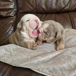 English bulldog puppies/English bulldog/Female/4 weeks,English bulldog puppies
Ready to around 13th December

Chunky, wrinkly puppies, bought up in my lounge and socialised with children ages 1-14, cats and other dogs. Used to all household noises.

Mum is my pet Nessa, she is chocolate and tan, very healthy, loves walks, has the best temperament around my children and has been the best mummy to her babies!
Dad is a stud dog called Bear, he is lilac and tan and also raised with a family, living within a home environment. These are not kennel dogs, they are much loved pets ??

Lilac girl 1- lilac with a full white face, she is the chunkiest girl at the moment.
Lilac girl 2- Lilac and tan, white stripe down her face.

Puppies will leave with:
*DWKC papers
*Microchipped
*Puppy pack
*Free insurance for 5 weeks
*Vet checked twice.
Small non refundable deposit will secure..
Thank you