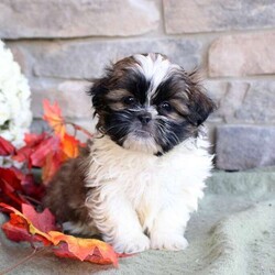 Kaleb/Shih Tzu									Puppy/Male	/8 Weeks,Kaleb is a cute and cuddly Shih Tzu puppy who is sweet natured and can be registered with the ACA! This bubbly boy is socialized and ready to meet you! Kaleb comes home vet checked and up to date on shots and de-wormer, plus the breeder will provide a health guarantee for this playful pup! Meet Kaleb by scheduling an appointment with Amos Glick today!