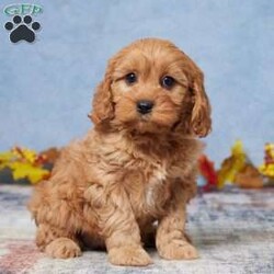 Bailey/Cavapoo									Puppy/Female	/9 Weeks,Meet Bailey, the adorable Cavapoo puppy! Raised with lots of love and care by a wonderful family, Bailey has been vet-checked and is up to date on all vaccinations, ensuring a healthy and happy start. This sweet little one is all set and eagerly waiting to join a loving new family!