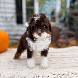 Cady- Toy/Mini Bernedoodle									Puppy/Female	/9 Weeks,Cady is a Chocolate Tri Toy Bernedoodle! She is expected to weigh around 5-12lbs full grown! PET HOME ONLY