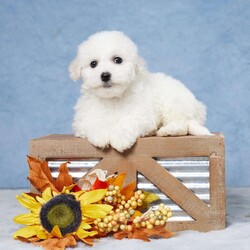 Benji/Bichon Frise									Puppy/Male	/9 Weeks,Meet Benji, an adorable Bichon Frise puppy with a heart full of love! Raised with care and devotion, Benji has been well-socialized in a family environment, ensuring he’s friendly, confident, and ready to spread joy. This little fluff ball is fully vet-checked and up-to-date on all vaccinations, giving you peace of mind as he joins your family. Benji can’t wait to bring his endless affection and playful spirit to his new forever home!