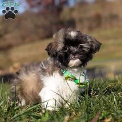 Ace/Shih Tzu									Puppy/Male	/10 Weeks,Introducing Ace! This little boy is an adorable Shihtzu puppy with a heart of absolute gold. He has a stunning, soft coat paired with large brown eyes that will melt your heart the moment you meet him. Shihtzus are known to be affectionate and loyal, they also love playtime and cuddling with their favorite people. They tend to be adaptable to various environments and should have no problem adjusting to their new homes!  