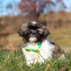 Ace/Shih Tzu									Puppy/Male	/10 Weeks