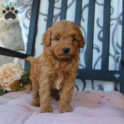 Malachi/Mini Goldendoodle									Puppy/Male	/8 Weeks,Are you looking for a pumpkin colored puppy to spice up your Autumn season? You need a Mini Goldendoodle! Our puppies are hypoallergenic, soft, and playful! Each puppy comes up to date on shots and dewormer and has been vet checked! The mother Fern is a Mini Goldendoodle and the father Johnny Boy is a Mini Poodle so your pup will have a softer and more curly coat! We offer a 1 Year Genetic Health Guarantee as well. Please call us to learn more about our puppies! 