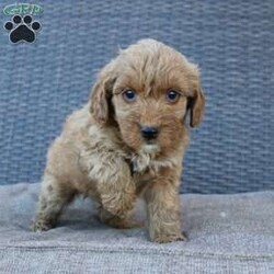 Coy/Mini Goldendoodle									Puppy/Male	/6 Weeks,Here comes the puppy of your dreams! Soft, fluffy, and kissable! This little cutie comes up to date on shots and dewormer and vet checked. The breeder made sure that the puppies are all well socialized with children and family raised. If you are interested in learning more about our puppies contact us today!