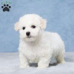 Benji/Bichon Frise									Puppy/Male	/9 Weeks,Meet Benji, an adorable Bichon Frise puppy with a heart full of love! Raised with care and devotion, Benji has been well-socialized in a family environment, ensuring he’s friendly, confident, and ready to spread joy. This little fluff ball is fully vet-checked and up-to-date on all vaccinations, giving you peace of mind as he joins your family. Benji can’t wait to bring his endless affection and playful spirit to his new forever home!