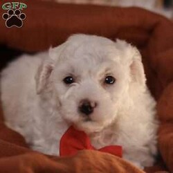 Bobby/Bichon Frise									Puppy/Male	/5 Weeks, is a happy, cuddly Bichon Frise puppy with a heart of gold. With her fluffy white coat and sparkling eyes, she’s a bundle of joy waiting to fill your days with love and laughter.