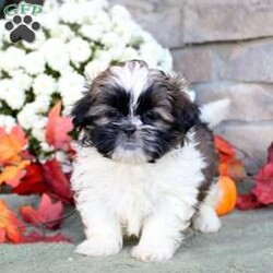 Kaleb/Shih Tzu									Puppy/Male	/8 Weeks,Kaleb is a cute and cuddly Shih Tzu puppy who is sweet natured and can be registered with the ACA! This bubbly boy is socialized and ready to meet you! Kaleb comes home vet checked and up to date on shots and de-wormer, plus the breeder will provide a health guarantee for this playful pup! Meet Kaleb by scheduling an appointment with Amos Glick today!