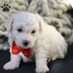 Bobby/Bichon Frise									Puppy/Male	/5 Weeks, is a happy, cuddly Bichon Frise puppy with a heart of gold. With her fluffy white coat and sparkling eyes, she’s a bundle of joy waiting to fill your days with love and laughter.