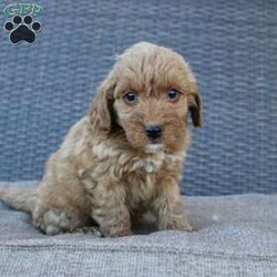 Coy/Mini Goldendoodle									Puppy/Male	/6 Weeks,Here comes the puppy of your dreams! Soft, fluffy, and kissable! This little cutie comes up to date on shots and dewormer and vet checked. The breeder made sure that the puppies are all well socialized with children and family raised. If you are interested in learning more about our puppies contact us today!