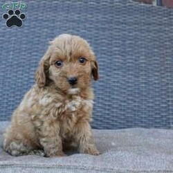 Coy/Mini Goldendoodle									Puppy/Male	/6 Weeks,Here comes the puppy of your dreams! Soft, fluffy, and kissable! This little cutie comes up to date on shots and dewormer and vet checked. The breeder made sure that the puppies are all well socialized with children and family raised. If you are interested in learning more about our puppies contact us today!