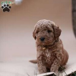 Cinnamon/Mini Labradoodle									Puppy/Female	/September 24th, 2024,Meet Cinnamon,  a happy and fun mini labradoodle puppy! This sweet pup is vet checked, and up to date on shots and wormer. Cinammon is family raised with children and would make a great addition to anyone’s family. To find out more about this socialized pup, please contact Merv and Marie today!