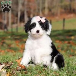 Anita/Sheepadoodle									Puppy/Female	/7 Weeks,Meet Anita, a stunning Sheepadoodle puppy brimming with playful energy! She loves attention and will happily follow you wherever you go, making her the perfect companion. Whether it’s a lively game of chase or a cozy cuddle session, her sweet disposition and endless enthusiasm makes her a joy to have around. Our priority is to give her the best kind of care so she can be the confident, healthy puppy you have always dreamed of having!