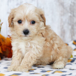 Adopt a dog:Asher/Maltipoo/Male/6 weeks,Well, hello there! My name is Asher, and it is a pleasure to meet you. I am looking for the perfect family for me. I love being the center of attention and making my friends and family laugh. I am the all-around perfect pup! I look forward to my walks and nap times. Just put on a good movie and I will be there curled up right next to you before you know it. I promise to come home up to date on my puppy vaccinations and pre-spoiled. I am a very happy, healthy puppy and I am sure I will make that perfect addition to your loving family. Make me the newest member and I will be sure to have puppy kisses waiting just for you.