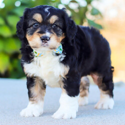 Adopt a dog:Jordan/Bernedoodle/Male/7 weeks,Hi, I'm Jordan! It's very nice to meet you. I am a very outgoing puppy looking for a family where I would fit in! If you think you could be that family, hurry up and pick me up. I will be up to date on my vaccinations before coming home to you, so we can play as soon as I get there. I'm very excited about meeting my new family, so please don't make me wait too long!