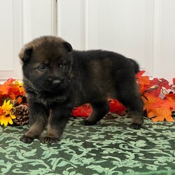 Adopt a dog:Chili/German Shepherd Dog/Female/5 weeks,Hi, my name is Chili. I am so excited I love to be around people, and you will enjoy being with me! I’m looking forward to meeting my new forever family. Could that be with you? I sure hope so. I am a gorgeous puppy with a personality to match. I am also up to date on my vaccinations and vet checked from head to tail, so when you see me, I will be as healthy as can be. What are you waiting for? I know I will be the best friend you have dreamed of.