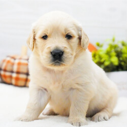 Adopt a dog:Maisy/Golden Retriever/Female/4 weeks,Hi, I'm Maisy! It's very nice to meet you. I am a very outgoing puppy looking for a family where I would fit in! If you think you could be that family, hurry up and pick me up. I will be up to date on my vaccinations before coming home to you, so we can play as soon as I get there. I'm very excited about meeting my new family, so please don't make me wait too long!