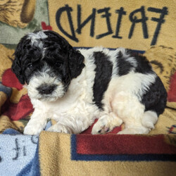 Adopt a dog:Parson/Bernedoodle/Male/6 weeks,I am ready to be your little rascal! You will love my spunky attitude, I promise! When you love on me, I will enjoy every minute of our snuggles. When you want to play with me, just say the word! I'm always up for fun! I am so good with children and other dogs. You can rest assured I will be your loyal best friend! Choose me today, and you'll be so happy you did!