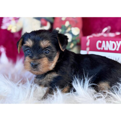 Adopt a dog:Dazzle/Yorkshire Terrier/Female/6 weeks,Hi, my name is Dazzle. I am looking for someone to play with. I love to play fetch; it’s my favorite game. When I get tired, I will come and curl up next to you so we can go to sleep. I love to go to parks and meet new people and animals. I am very affectionate and love to give kisses. I promise if you take me home, I will brighten your days and will always love you unconditionally. I will come home to you up to date on my vaccinations and vet checked. I am excited to meet you and become your new best friend!