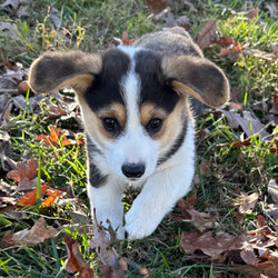 Adopt a dog:River/Pembroke Welsh Corgi/Female/10 weeks,Hi, my name is River, and I am the companion you have been looking for! I am the true definition of a man's best friend. I will arrive to my new home up to date on my vaccinations and vet checked from head to tail. We can play fetch or go for a walk; it does not matter as long as I'm with you. Pick me, you will not regret it! Call about me today before it is too late!