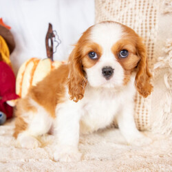 Adopt a dog:Amy/Cavalier King Charles Spaniel/Female/10 weeks,I'm Amy! It's very nice to meet you. Are you looking for a lifelong companion? Look no further. I am here and just perfect for you. Trust me! I am very loyal, and I can make you smile with just the way I wag my tail. I have a wonderful disposition. Oh! Did I mention that I'm as healthy as can be? Oh, silly me! I'm up to date on my vaccinations and vet checked from head to tail. I bet you are excited now, aren't you? Well, choose me today!