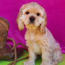 Adopt a dog:Buffy/Cocker Spaniel/Female/11 weeks,Buffy is sweet as sugar and super lovable. She loves to play time and nap time. She is full of energy and definitely keeps you entertained. She is the tried-and-true companion that you'd be lucky to have. You can rely on Buffy to always make you laugh with all the funny, little things she does. Buffy will have a nose-to-tail vet check and arrive with a current health certificate. She has a very loving personality and she's looking for a home where she will be able to share that love with you. Bring this sweet, baby girl home soon.