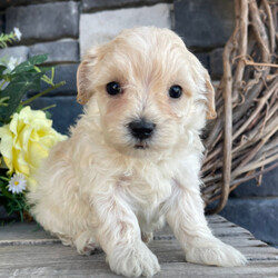 Adopt a dog:Sally/Maltipoo/Female/5 weeks,Hi! My name is Sally. I am a very gorgeous and unique puppy. I am now taking applications for my new family. I want to live with them forever, so I must make sure that I choose the right one! I am told that I am very smart, sweet, and playful. I love to watch what you do very attentively. Spending time with you will make me the happiest puppy ever! Sometimes I feel the need to give you puppy kisses! I prefer to kiss your nose, as there is something so funny about human noses; they make me giggle. I also really enjoy chasing my tail. I don't know what that thing does back there, but it intrigues me. I have yet to catch it, but I'll keep trying. I am looking for a family that will love and spoil me, as long as you let me spoil you with my love too. I think you could be the one for me!