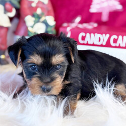 Adopt a dog:Dazzle/Yorkshire Terrier/Female/6 weeks,Hi, my name is Dazzle. I am looking for someone to play with. I love to play fetch; it’s my favorite game. When I get tired, I will come and curl up next to you so we can go to sleep. I love to go to parks and meet new people and animals. I am very affectionate and love to give kisses. I promise if you take me home, I will brighten your days and will always love you unconditionally. I will come home to you up to date on my vaccinations and vet checked. I am excited to meet you and become your new best friend!