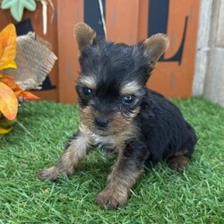 Adopt a dog:Vince/Yorkshire Terrier/Male/6 weeks,Hello! My name is Vince! Am I not the cutest puppy you have ever seen? That is what everyone keeps telling me. Not only am I cute, but I also have a great personality too. Before arriving home, I will be up to date on my vaccinations and be pre-spoiled. I will make the perfect best friend and companion! So, what are you waiting for? Choose me today!