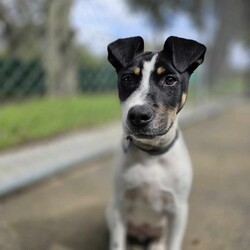 Adopt a dog:Grommet/Australian Kelpie/Male/4 Months,Hi there! My name is Grommet, and I'm the cutest little ball of joy you'll ever meet! I might be small now, but my heart is HUGE, and I've got enough love to share with a family just like yours. As a curious pup, I love exploring my surroundings-sniffing out new scents and making friends with anyone who stops to say hello. I might wiggle my tail so hard I look like I'm about to take off! I have plenty of puppy energy, so daily playtime is a must. Whether it's chasing after a squeaky toy or pouncing on a playful friend, I'm always ready for an adventure. I'm also eager to learn! A little puppy school would be perfect for me to pick up some manners and tricks. I promise I'm a quick learner and can't wait to impress you with my new skills. Plus, it'll help me meet new people and other pups-socialization is key for a growing girl like me! One thing to keep in mind is that I'll need a safe space to roam and play. A secure fence in your yard would be ideal, so I can frolic freely without worrying about any sneak escapes. Safety first, right? I love the great outdoors, but I want to make sure I stay close to my family. I'm not very fond of smaller fast moving people, so I'm best suited to a home with any children over the age of 12. So, if you're looking for a playful companion who's ready to fill your days with laughter, love, and a little bit of puppy mischief, I'm your boy! Let's start our forever adventure together. Can't wait to meet you! My adoption fee is: $620 which includes = desex, vaccination, microchip with flea and tick prevention started