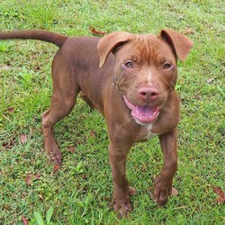 Adopt a dog:Earl/Staffordshire Bull Terrier / Rhodesian Ridgeback/Male/5 Months,Hi, my name is Earl! I'm a handsome young puppy bursting with energy, sunshine and rainbows! I found myself in a dark place with my siblings, someone picked us up and took us to the vet, then we ended up here at the RSPCA, now we are ready to go on new adventures and find loving homes! I have had a few issues with my eyes not being how they should be, but some lovely caring vets are looking after me, and I'm SO close to having my (hopefully) final surgery to fix my eyelids – They're pretty sore right now, I can't wait to be all better. I really enjoy playing with my toys and running around with pigs' ears, I can be jumpy at times and if lots is going on, I can become too excited. For this reason, I am suited to a home with older children over the age of 10, just to prevent any mishaps! If you're looking for a new mate that you can train, build a bond with, take to the beach and puppy school, take me into consideration, I promise I will melt your heart with my gorgeous boof face. XX Earl My adoption fee = $620 & I come desexed & microchipped, with my vaccinations, flea, tick & worming treatments all started. Please give the Coffs Harbour shelter a call today if you'd like to meet me, and remember, you will need to bring all members of the household, including any other dogs, when you come down.