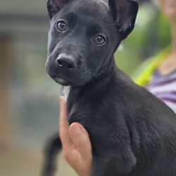 Adopt a dog:Toes/Siberian Husky / Australian Dingo/Female/2 Months,Hello there, I'm Toes, I'm a bundle of joy with a heart full of puppy love to give. I'm just starting to explore the world and I'm eager to learn everything about life! I need a family who can teach me new things every day. I'm an easy-going pup with a moderate lifestyle. I love playtime and naptime equally. While I'm very sociable with other dogs, I'm still learning how to make friends. So, if you have other dogs at home, that would be pawsome! I promise to be a good sister. I have no known history of issues with children or other animals, so I should fit in just about anywhere. My only requirement is that my new family works average hours, so I am not left alone for too long while I settle in to my forever home. After all, a social butterfly like me loves company! I may just be a puppy, but I promise to grow up into a loyal and loving dog. If you can offer me a loving home, I promise to fill it with joy, laughter, and lots of cuddles. I can't wait to meet you and start our adventures together. My adoption fee is $620 & I am desexed and microchipped, with my vaccinations, flea, tick & worming treatments all on board. If you think I'm the one for you, give the shelter a call! You will need to bring all the members of your household, including any other dogs when you come to meet me!