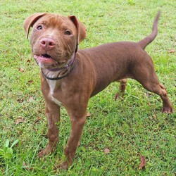 Adopt a dog:Earl/Staffordshire Bull Terrier / Rhodesian Ridgeback/Male/5 Months,Hi, my name is Earl! I'm a handsome young puppy bursting with energy, sunshine and rainbows! I found myself in a dark place with my siblings, someone picked us up and took us to the vet, then we ended up here at the RSPCA, now we are ready to go on new adventures and find loving homes! I have had a few issues with my eyes not being how they should be, but some lovely caring vets are looking after me, and I'm SO close to having my (hopefully) final surgery to fix my eyelids – They're pretty sore right now, I can't wait to be all better. I really enjoy playing with my toys and running around with pigs' ears, I can be jumpy at times and if lots is going on, I can become too excited. For this reason, I am suited to a home with older children over the age of 10, just to prevent any mishaps! If you're looking for a new mate that you can train, build a bond with, take to the beach and puppy school, take me into consideration, I promise I will melt your heart with my gorgeous boof face. XX Earl My adoption fee = $620 & I come desexed & microchipped, with my vaccinations, flea, tick & worming treatments all started. Please give the Coffs Harbour shelter a call today if you'd like to meet me, and remember, you will need to bring all members of the household, including any other dogs, when you come down.