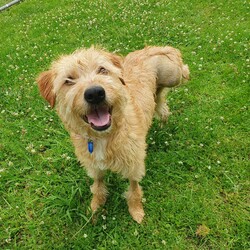 Adopt a dog:Camilla/Golden Retriever / Poodle (Standard)/Female/10 Months,Hi there, my name is Camilla! I'm a sweet, 10-month-old Golden Retriever mix girl with a heart full of love to give. I'm still a puppy, so I'm curious about everything and eager to learn about life. I may look a little different as I only have three legs, but I'm a little go-getter with plenty of energy. I promise that with lots of patience and training, I'll be the best girl you could ever dream of! I'm quite sociable with my fellow doggies, but I don't have much experience with other animals. That said, I'm open to making friends of all kinds. I'm looking for a quiet, calm household where someone can be home most or all of the time – I like company and I'm still learning about the world, so having you around would be a big help. Did I mention that I love to be active? I have a moderate lifestyle, so a daily walk or a fun game of fetch would make my tail wag with joy. If you have kids aged 10 years or older, I would love to play with them too when I'm all settled into your home! So, if you're looking for a loyal, loving, and fun companion, I'm your girl. I can't wait to meet you and become a part of your family! -Lvl 2 ART Adoption -Quiet home -Must meet other dogs -Dog confident children over 10 yrs Someone home more often than not -Time alone handout -Ongoing Positive Reinforcement Training