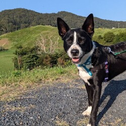 Adopt a dog:Saturn/German Koolie / Staffordshire Bull Terrier/Male/1 Year 4 Months,Hey there, I'm Saturn, the energetic and slightly eccentric Koolie with tail wags that smell like sunshine and a heart filled with rainbows. Now, about my social life: I'm a bit of a social butterfly (or should I say, a social doggo?). I absolutely must meet all dogs. Seriously, I've got to sniff out every doggy pal in the neighborhood. I'm like the canine mayor, making sure everyone feels welcome and gets a good butt sniffing. But here's the deal – I need a human who's like a mind-reader, fluent in doggy body language. Sometimes I speak in zoomies and tail wags, other times in subtle ear twitches and paw nudges. An experienced owner who gets me and is up for training fun is a must. I'm a real people lover, but I can act like a mountain goat at times, so I'm best suited to a home with older dog experienced children over the age of 12, I don't want to knock them over! I really don't enjoy being alone much, I need an owner who is home a little more often than not, or someone who already owns dogs to keep me company. I'm so ready to find a home all of my very own, some nice grass to roll around on, a loving family I can play with, all the tasty treats in the world, and of course, the biggest softest coziest bed there is. So, if you're ready for a furry comet of fun to zoom into your life, I'm your guy! I promise to keep you entertained with my goofy antics and dazzling personality. My adoption fee is: $500 which includes = desex, vaccination, microchip with flea and tick prevention started