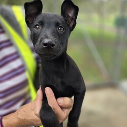 Adopt a dog:Dee Dee/Siberian Husky / Australian Dingo/Female/2 Months,Hi there, I'm Dee Dee! I'm a confident & brave young pup in search of my forever home. I promise to fill your life with puppy kisses, tail wags and an endless amount of love. I'm a girl who likes to keep things moderate – not too lazy, not too energetic. I'm the perfect companion for someone who works average hours, as I need a balance of play, learning and rest. I'm still a puppy, so I need daily opportunities to learn about life. I promise to be a quick learner! Good news, I seem to get along with other dogs, so if you have a furry friend already, we can be the best of friends! I don't have any known issues with other animals or children, so I should fit right into your family. Just think about it, my soft fur, my sparkling eyes, and my adorable puppy antics could all be part of your everyday life. Who can resist? Let's make some beautiful memories together! My adoption fee is $620 and I am desexed, microchipped & vaccinated, with my flea, tick & worming treatments all started. If you think I'm the one for you, give the shelter a call! You will need to bring all the members of your household, including any other dogs when you come to meet me!