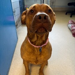 Adopt a dog:Ruby/American Staffordshire Terrier/Female/3 Years 3 Months,Hi there, My names Ruby and I am a sweet gentle lady finally on the lookout for my forever home! Could this be with you? I came to the RSPCA in quite a rough looking state – fortunately for me I am looking and feeling a lot better!  I am looking for a family who is patient and can take their time with me I would love a routine so that I can start to understand how things happen each day. This could be play, eat, sleep. I would love to laze around in the sun whilst you do some gardening or sit by you whilst we watch some telly together! I'm a pretty smart lady I already know how to sit and I am quite toilet trained in my kennel!  Unfortunately I am not huge on meeting other dogs so I must be the only dog in the household. I wouldn't be suited to going to cafe's, dog parks or the beach at this stage.  If you are interested in meeting me please call 0477 064 192 or follow the link   to fill out the exceptional owners form.