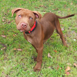 Darnell/Staffordshire Bull Terrier / Rhodesian Ridgeback/Male/8 Months,Hi, I'm Darnell! Let me tell you, I'm the cutest puppy around these parts! I have a lovely squishy wrinkly face that you will just fall in love with, the handlers at the shelter think I'm an absolute delight! I'm full of puppy love ready to take on the world and find a loving family I can call my very own. Ideally, I'd love a big secure yard to play with my toys in, cozy warm sleeping spots, lots of delicious food to keep me growing big and strong, and lots of attention and silly games to keep me busy! If you are ready for a whirlwind of cuteness, come and see me, I bet you will fall in love within seconds! I didn't have the best start to life and I find life quite overwhelming, so I'm on some special medication that helps with that. You will need to have a conversation with my vets before being able to adopt me. If you'd like to meet me, please call the Coffs Harbour shelter today! You will need to bring down all members of the household as well as any dogs when you come to meet me. XX Darnell