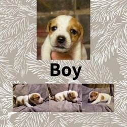 Jack russell puppies ready on 20/12/Jack russell/Male/5 weeks,3 Jack Russell puppies for sale ready to go 20th December, they will have there first vaccination and microchip done in the vets they are looking for there forever homes and have all been fleas and wormed £100 deposit to secure
