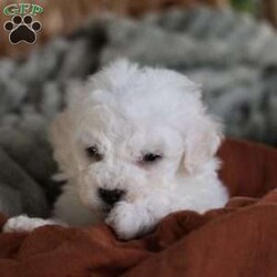 Tiny-Frosty/Bichon Frise									Puppy/Male	/6 Weeks,, a little winter wonder, is a Bichon Frise puppy with a heart as pure as the driven snow. His soft, white fur and playful spirit make him the perfect Christmas companion. Whether he’s frolicking in the snow or curled up by the fireplace, Frosty is sure to bring joy and warmth to your home.