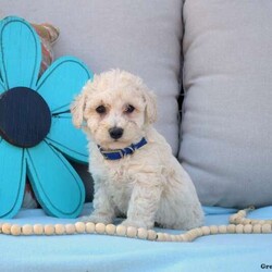 Cali/Bich-Poo									Puppy/Female	/9 Weeks,Here is Cali, a cuddly and cute Bich-Poo puppy who is sweet natured and loves to cuddle! This precious little one comes home with a health guarantee, plus she has been seen by a vet and is up to date on shots and de-wormer. Cali is family raised, socialized, and ready to meet you! Call Mervin Fisher today for more details and to schedule your visit!