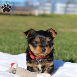 Marshall/Yorkie									Puppy/Male	/8 Weeks,Meet the most darling Yorkshire Terrier, Marshall! This handsome boy is playful yet affectionate and he has a curious personality that keeps every day interesting. Yorkies are well known for their intelligence, trainability & loyalty to their owners, they also tend to shed very little so they make wonderful family pets. We have always loved this breed, their brave and feisty spirit sets them apart from others!