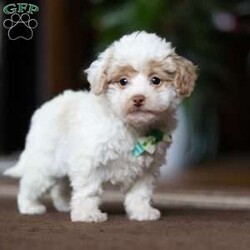 Jude/Shih-Poo									Puppy/Male	/8 Weeks,Meet Jude the adorable Shihpoo puppy, the perfect mix of charm and cuteness! With a soft, fluffy coat and sparkling eyes, this little one is bound to steal your heart. Shihpoos are a delightful blend of Shih Tzu and Poodle, combining the affectionate and playful nature of both breeds.