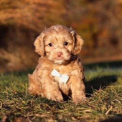 Everett/Cockapoo									Puppy/Male	/9 Weeks,Meet our handsome Cockapoo puppy named Everett! He is a delightful boy that is filled with charm and intelligence, he has already stolen our hearts with his playful personality and affectionate nature. Whether he’s bouncing around in the backyard, playing with his favorite toys or snuggling up for a nap, this little one is just a ray of sunshine:) He would be the perfect addition to any loving home!