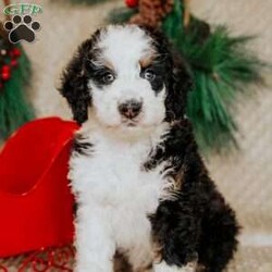 Hector/Bernedoodle									Puppy/Male	/7 Weeks,Do you love Bernese Mountain dogs but struggle with the heavy shedding then take a look at this puppy. With their poodle hair but Bernese happy personality they are sure to please.