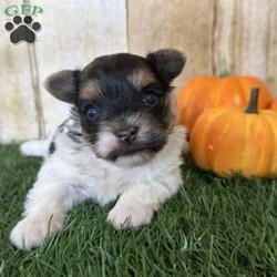 Emily/Biewer Terrier									Puppy/Female	/6 Weeks,Hey There, My name is Emily! I am a very beautiful female Biewer puppy! I was born on October 5th, 2024. I am such a sweet little girl! I’m looking for my new family, could that be with you? If you choose me I will come home to you vet checked with my vaccinations and deworming up to date and I will also be microchipped! If you think that I would be the perfect little addition for your family, then please call or text to find out more information about me!